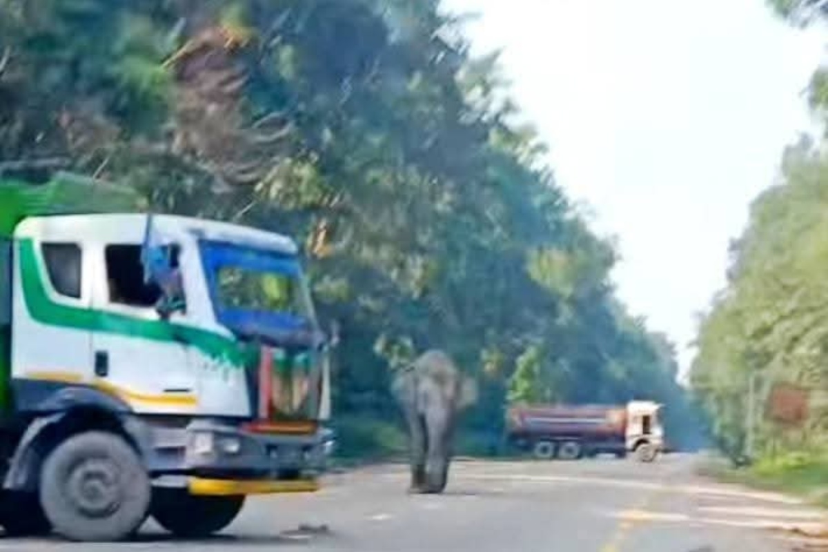 हात्तीको आक्रमणबाट ट्रक चालकको मृत्यु, चितवनबाट विज्ञ टोली बोलाइयो