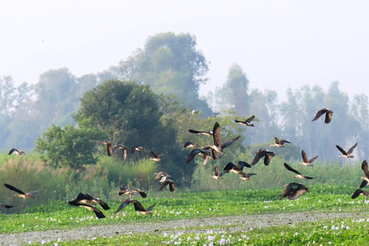 साइबेरियाका चरा कैलाली–कञ्चनपुरमा