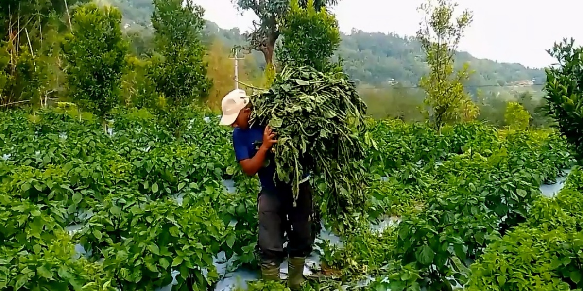 भोजपुरमा वर्षासँगै आएको हुरीले अकबरे खुर्सानीमा क्षति