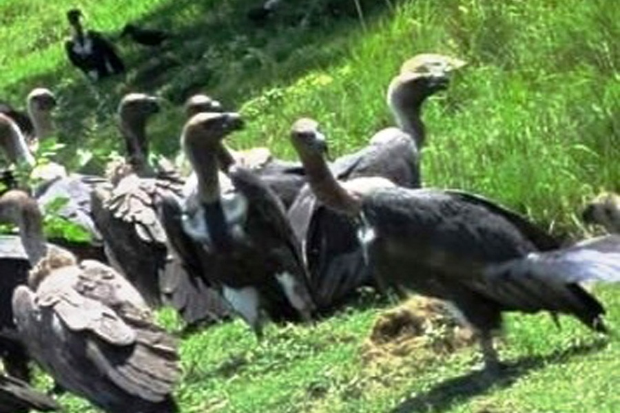 सङ्कटमा प्रकृतिका कुचीकार–गिद्ध: पर्यावरणका लागि खतरा