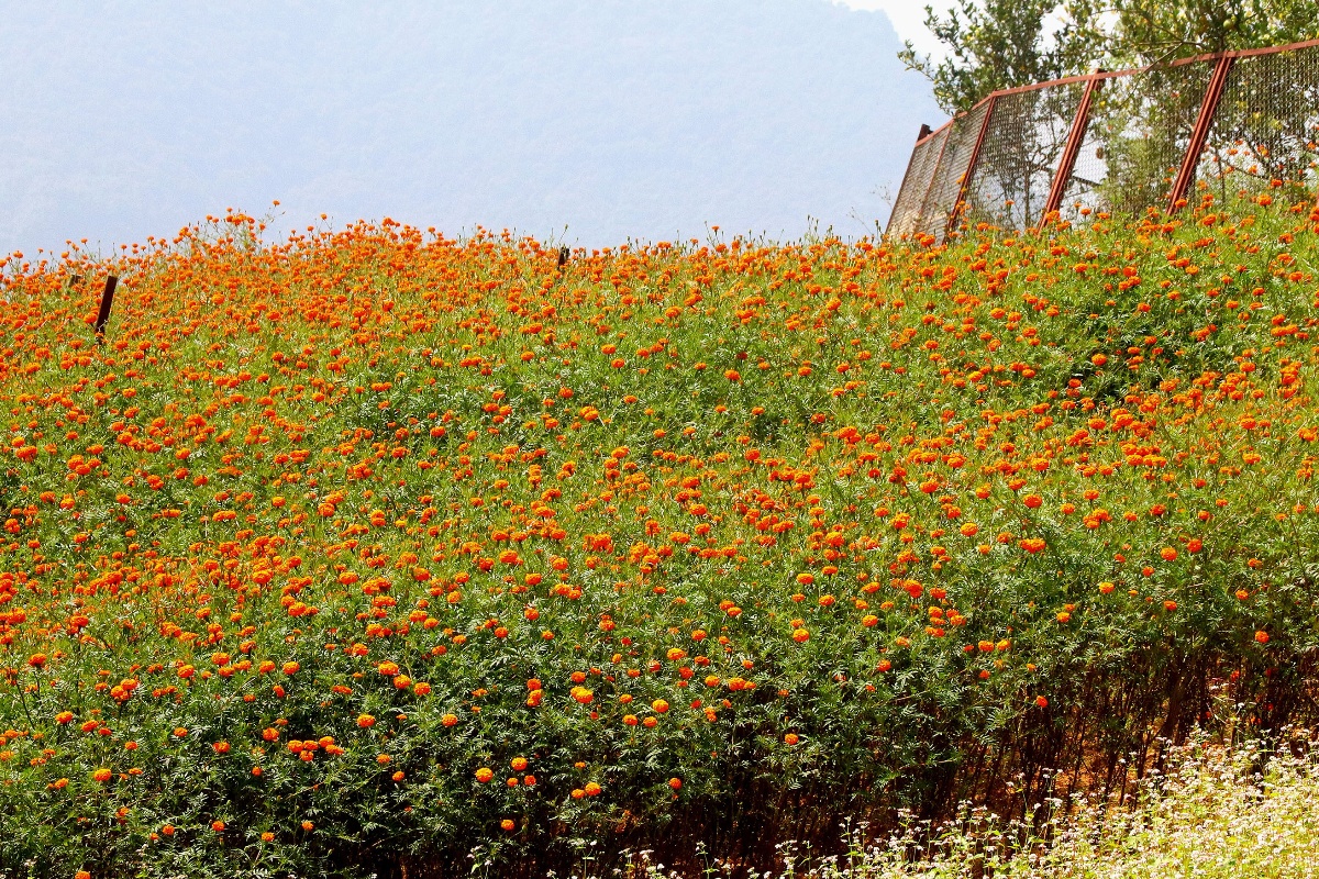 चितवनमा तिहारलक्षित फूलखेती गर्ने किसानको संख्या घट्यो
