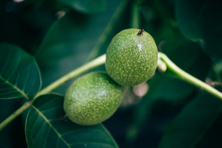 बाँदरका कारण बाँझो बनेको जग्गामा ओखरखेती