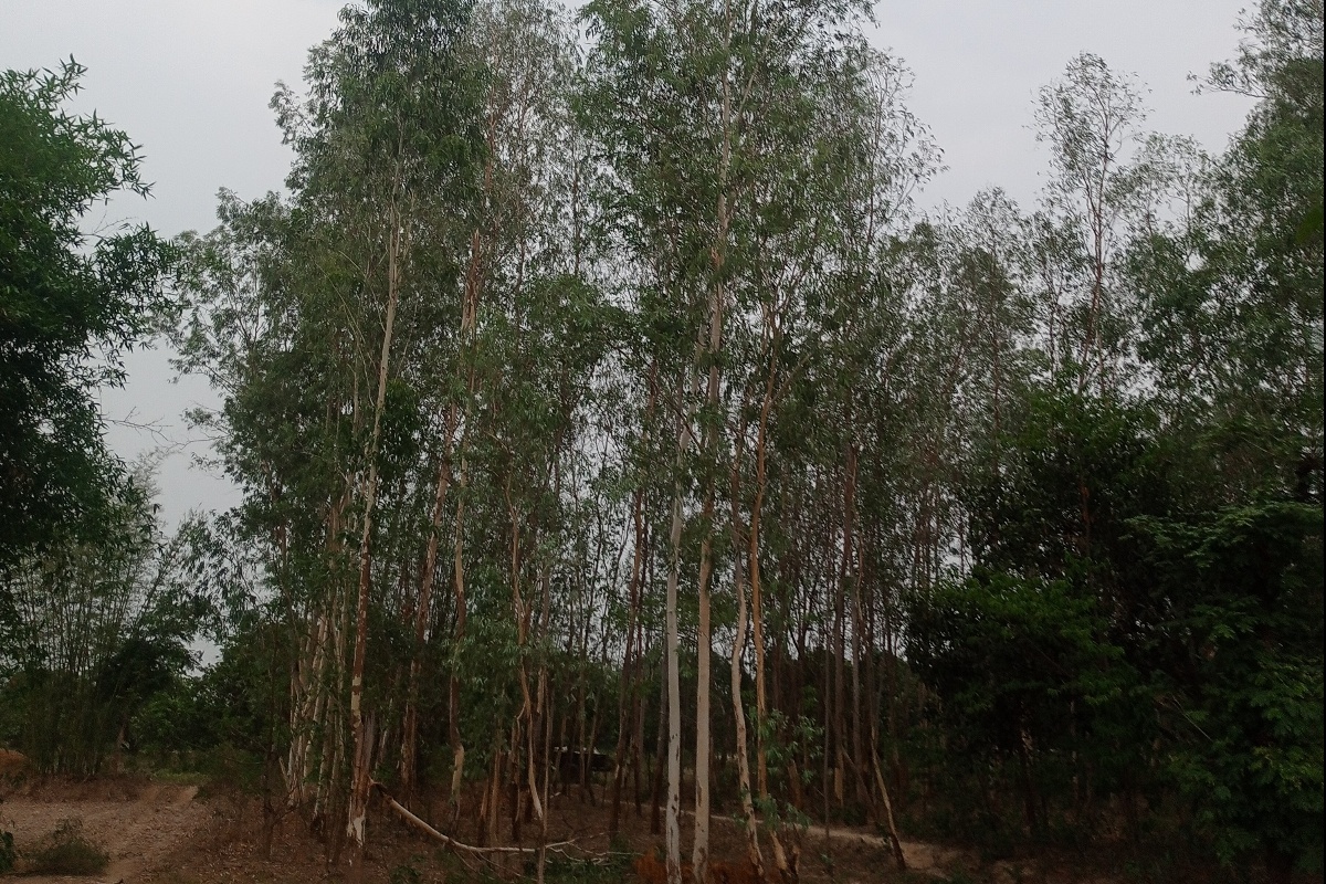 गरिबी दूर गर्ने भनी रोपिएको मसालाबाट किन त्रस्त छन् तराईवासी?