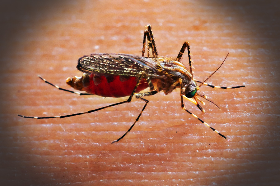 लामखुट्टेलाई मानिसले चुम्बकजस्तै आकर्षित गर्छ : अध्ययन 