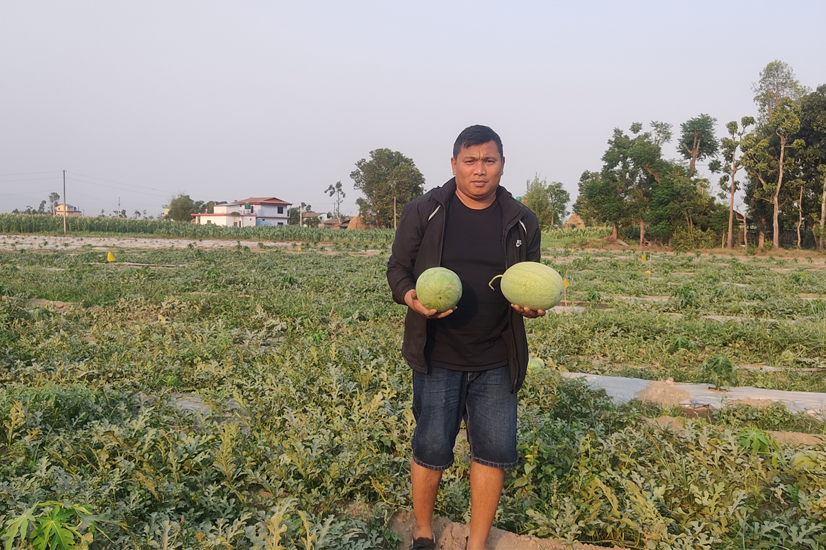 तरकारीले बजार नपाएपछि खरबुजाखेती, बारीमै पुग्न थाले ग्राहक