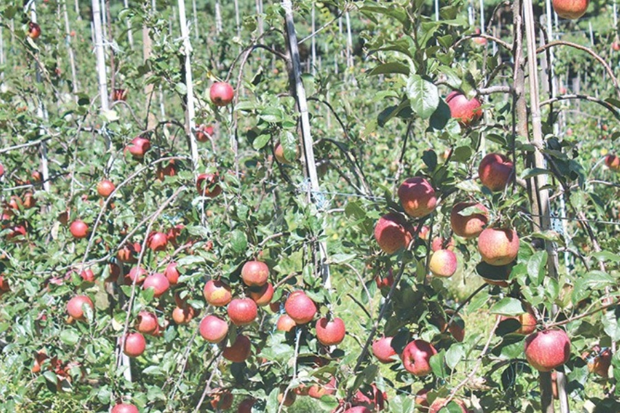 मस गाउँमा १ वर्षमै फल्यो विदेशी स्याउ