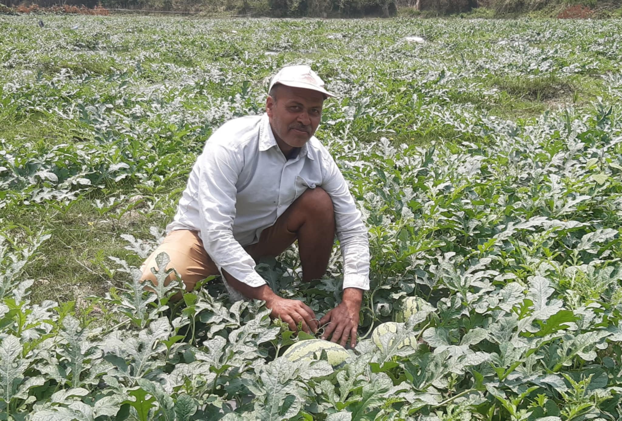 पोखराका दुई किसानले बेचे १५ लाख बढीका तरबुजा