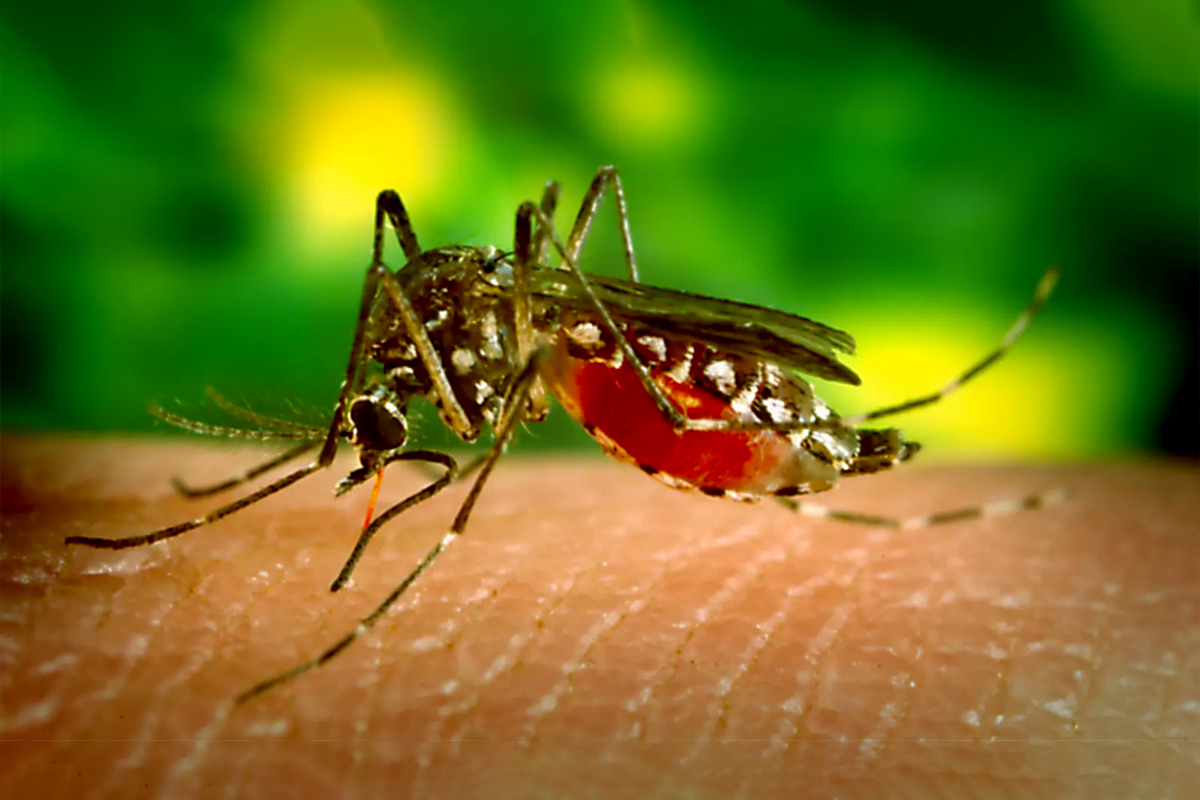 नेपालमा डेंगीका ३ प्रकारका भाइरस सक्रिय