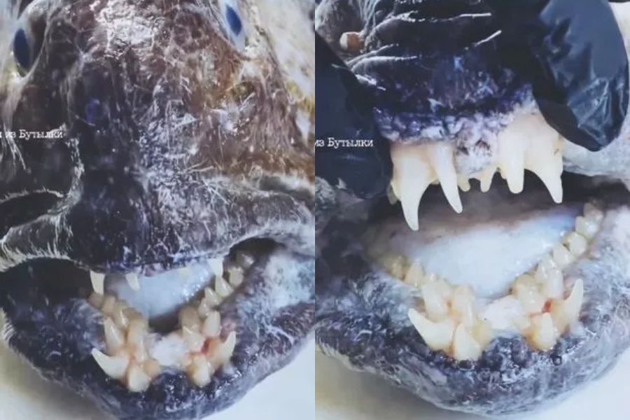 समुन्द्रमा भेटियो मान्छेको जस्तै दाँत भएको विचित्रको माछा