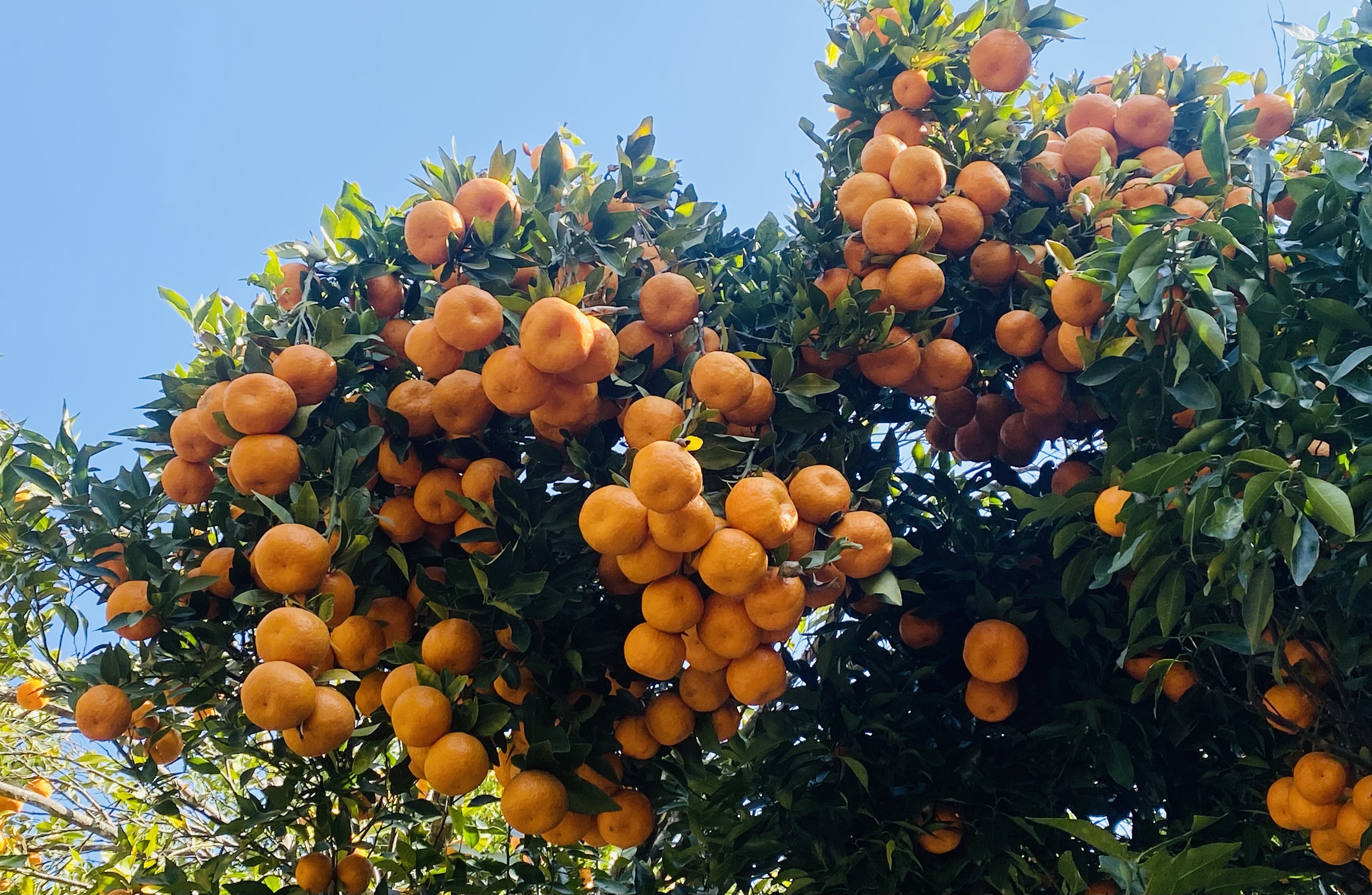 गण्डकीमा किसानले यस वर्ष बेचे ४ अर्बभन्दा बढीको सुन्तला