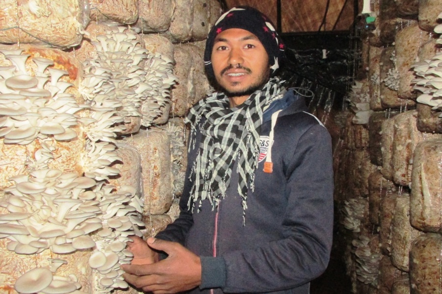 अस्ट्रेलिया जाने मौका छाडेर च्याउ खेतीमा जमेका वीरबहादुर