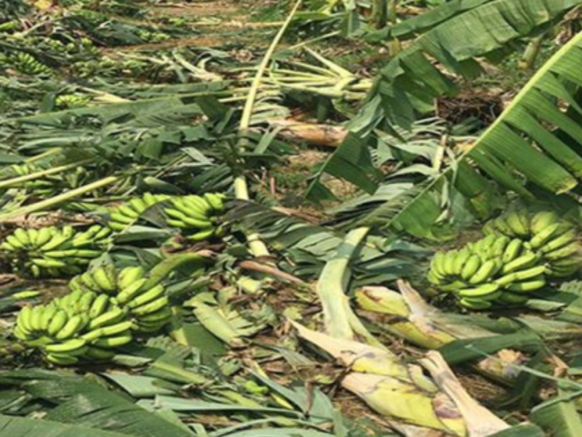 काँचो केरामा खान अयोग्य हुनेगरी भेटियो विषादीको मात्रा