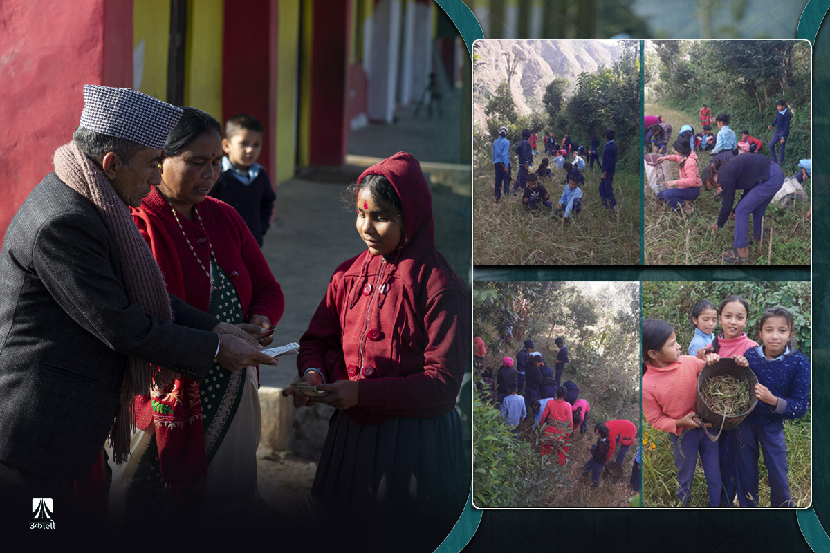 शिक्षक–विद्यार्थी मिलेर कोदो काटिदिएको समाचारले सहयोगीहरूलाई यसरी जोड्यो