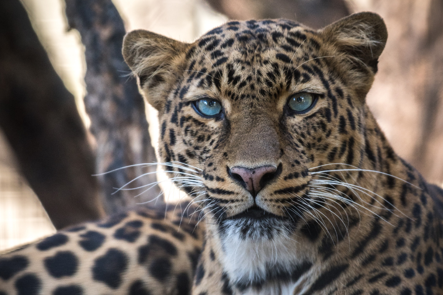 ५ वर्षमा चितुवाको आक्रमणबाट तनहुँमा १४ बालबालिकाको मृत्यु