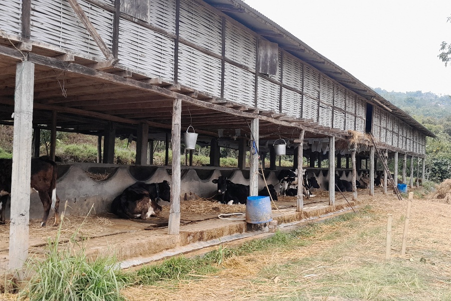 ‘दूधको भुक्तानी पाइएन, परिवार पाल्न धौधौ भयो’