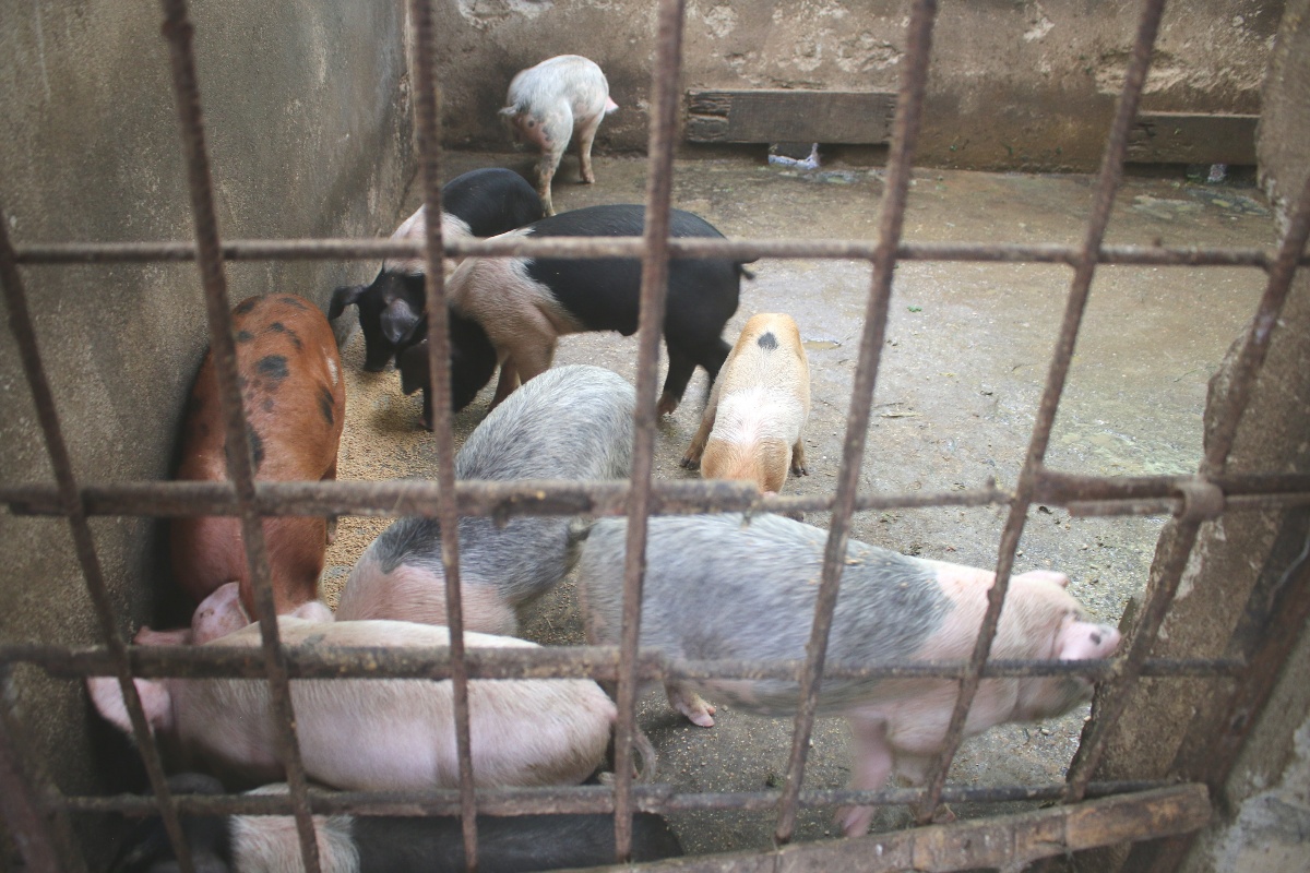 बंगुरपालनबाट वार्षिक ५ लाख कमाउँछन् भोजपुरका खेसराज