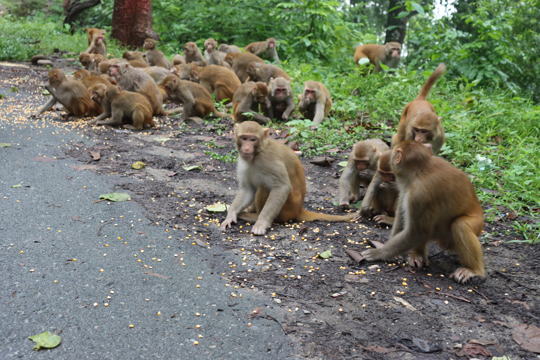 बाँदरको डरले हिउँदे बाली लगाउँदैनन् किसान