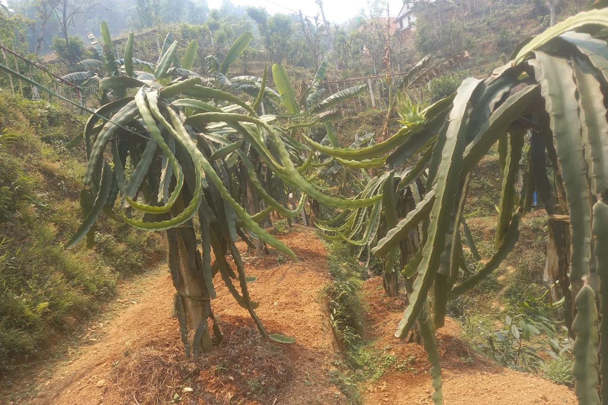 दक्षिण कोरियाबाट गाउँ फर्किएर ड्रागन फ्रुटखेतीमा जम्दै शिव