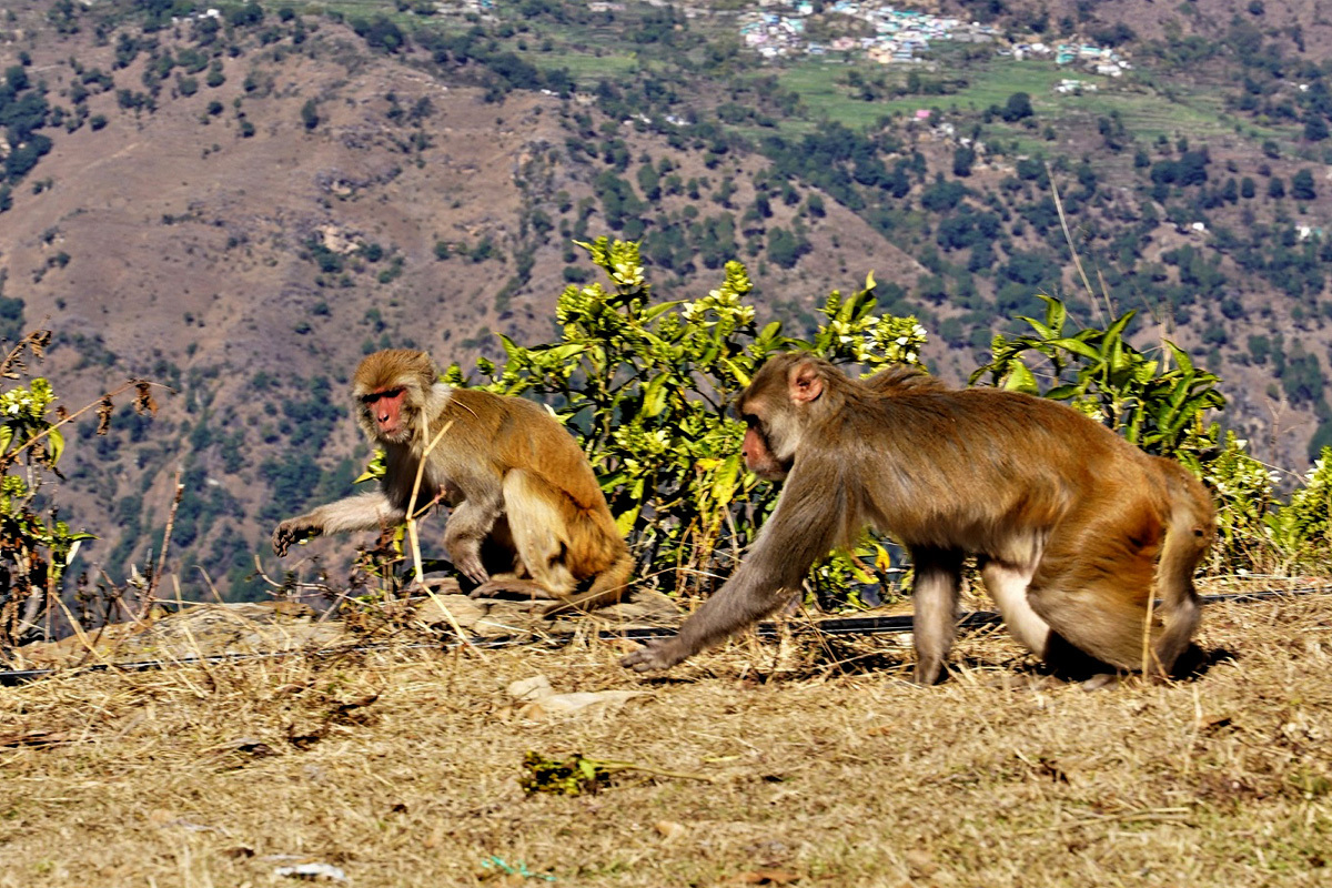 बाँदरले सताएपछि स्याङ्जाका कृषकले रोजे वैकल्पिक खेती