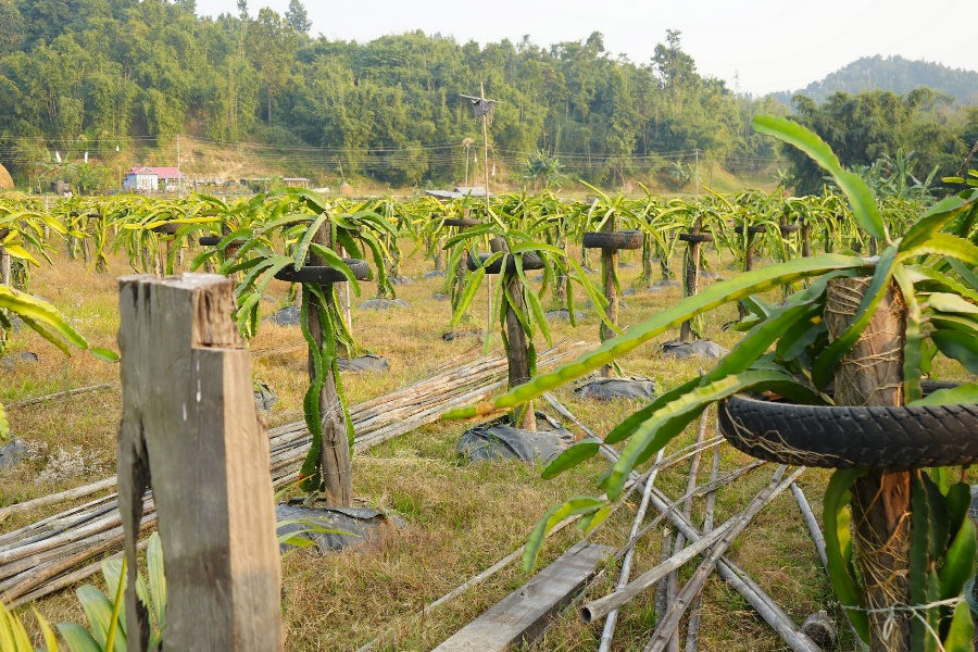 वडा सदस्यको लोभलाग्दो ड्रागनखेती