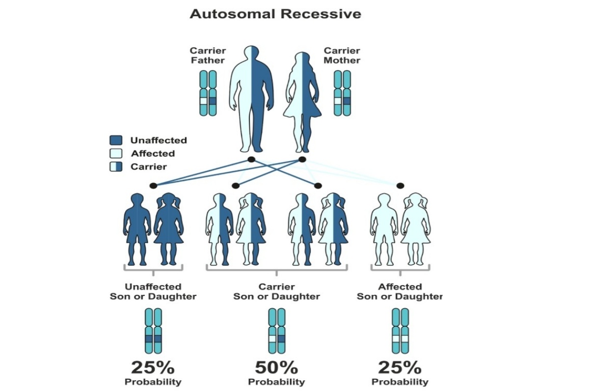 एउटै परिवारमा बिहे गर्दा रोग सर्नसक्ने सम्भावना दर्शाउने रेखाचित्र।