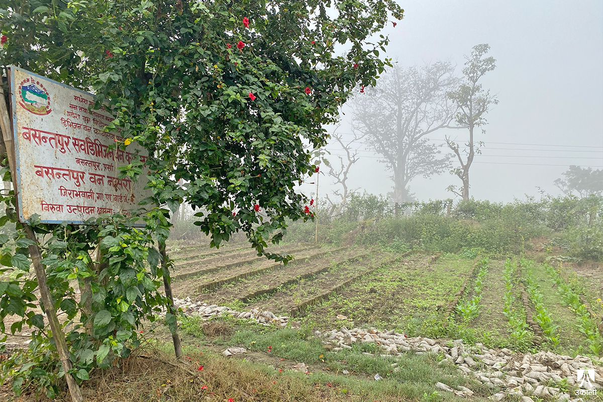 पर्साको वसन्तपुर सब-डिभिजन कार्यालय परिसरमा अव्यवस्थित रूपमा फालिएका बिरुवा। तस्वीरः रामु सापकोटा