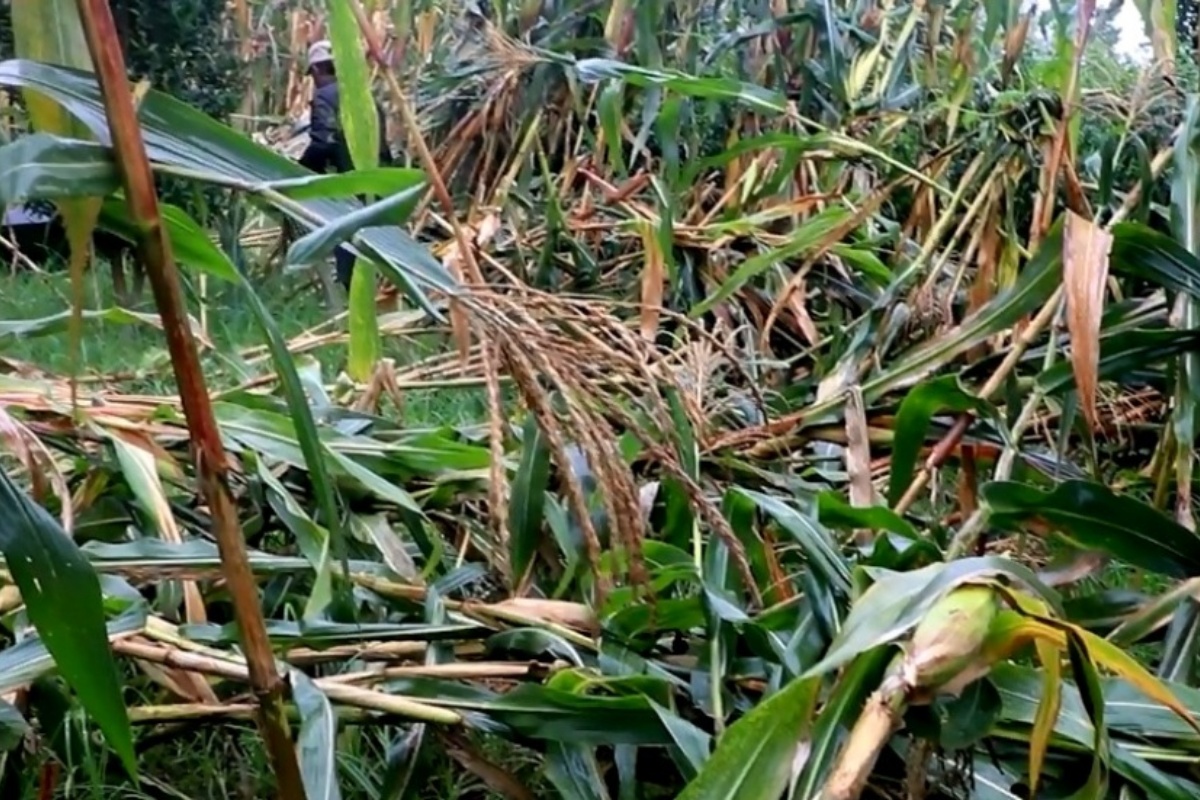 भोजपुरमा हावाहुरीले मकै बालीमा क्षति