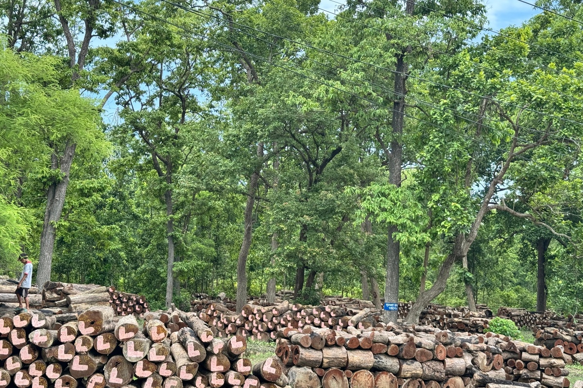 कैलालीमा एक लाख ७१ हजार क्युफिट काठ घाटगद्दीमै थन्कियो