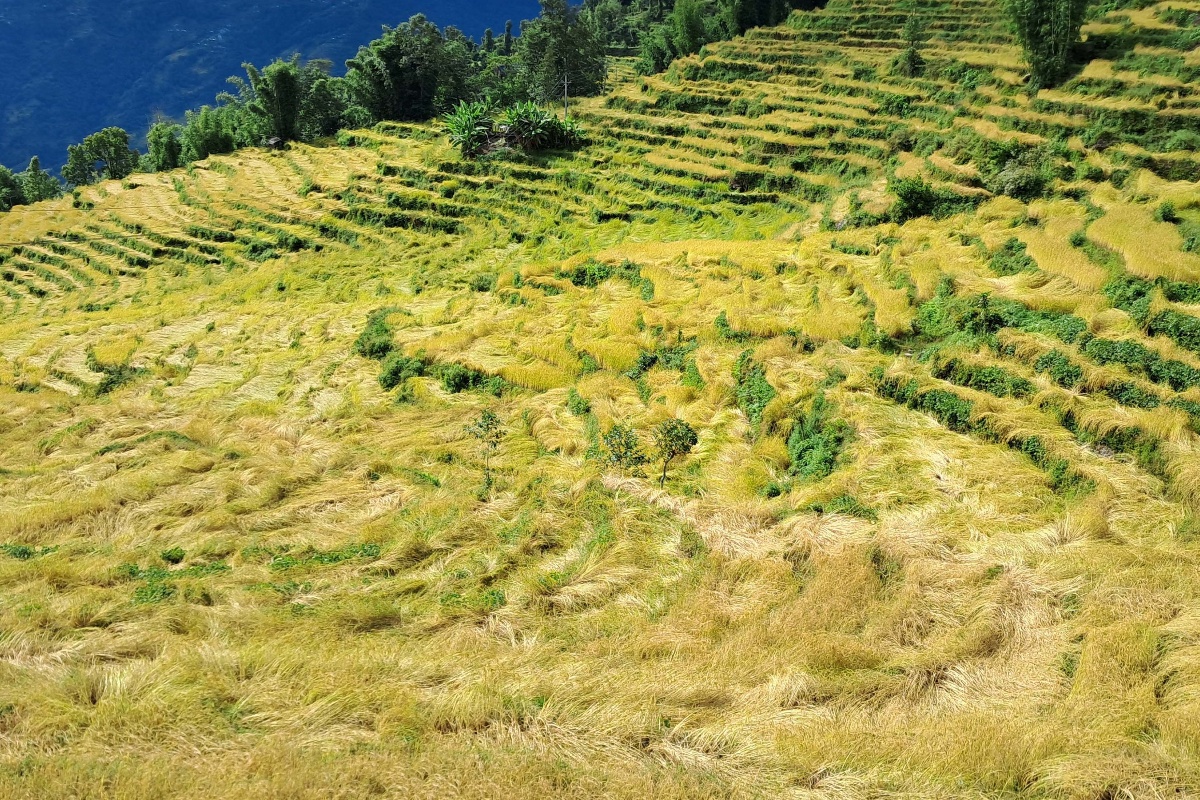 वर्षाले खोटाङमा ७० प्रतिशत धानबालीमा क्षति