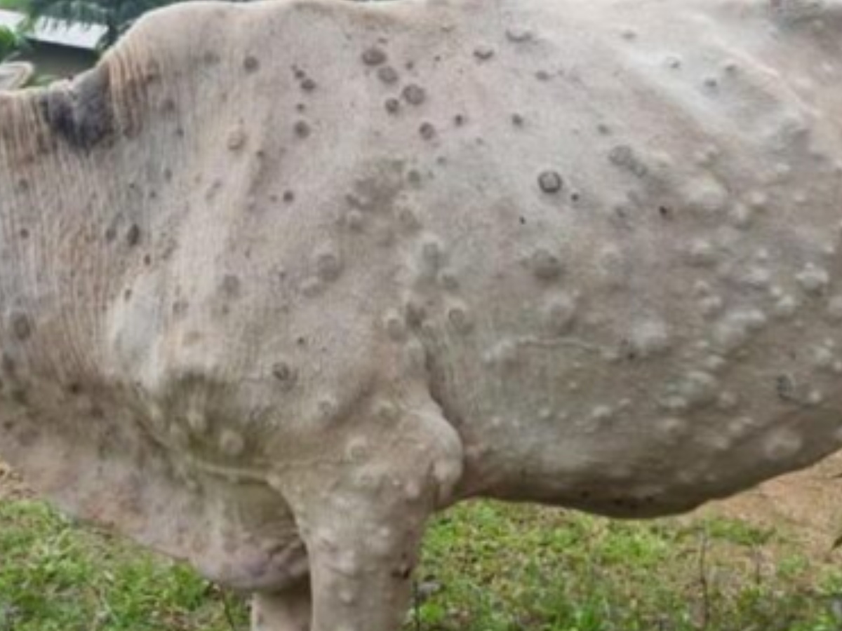 पश्चिम नवलपरासीमा फैलिँदै लम्पीस्किन संक्रमण