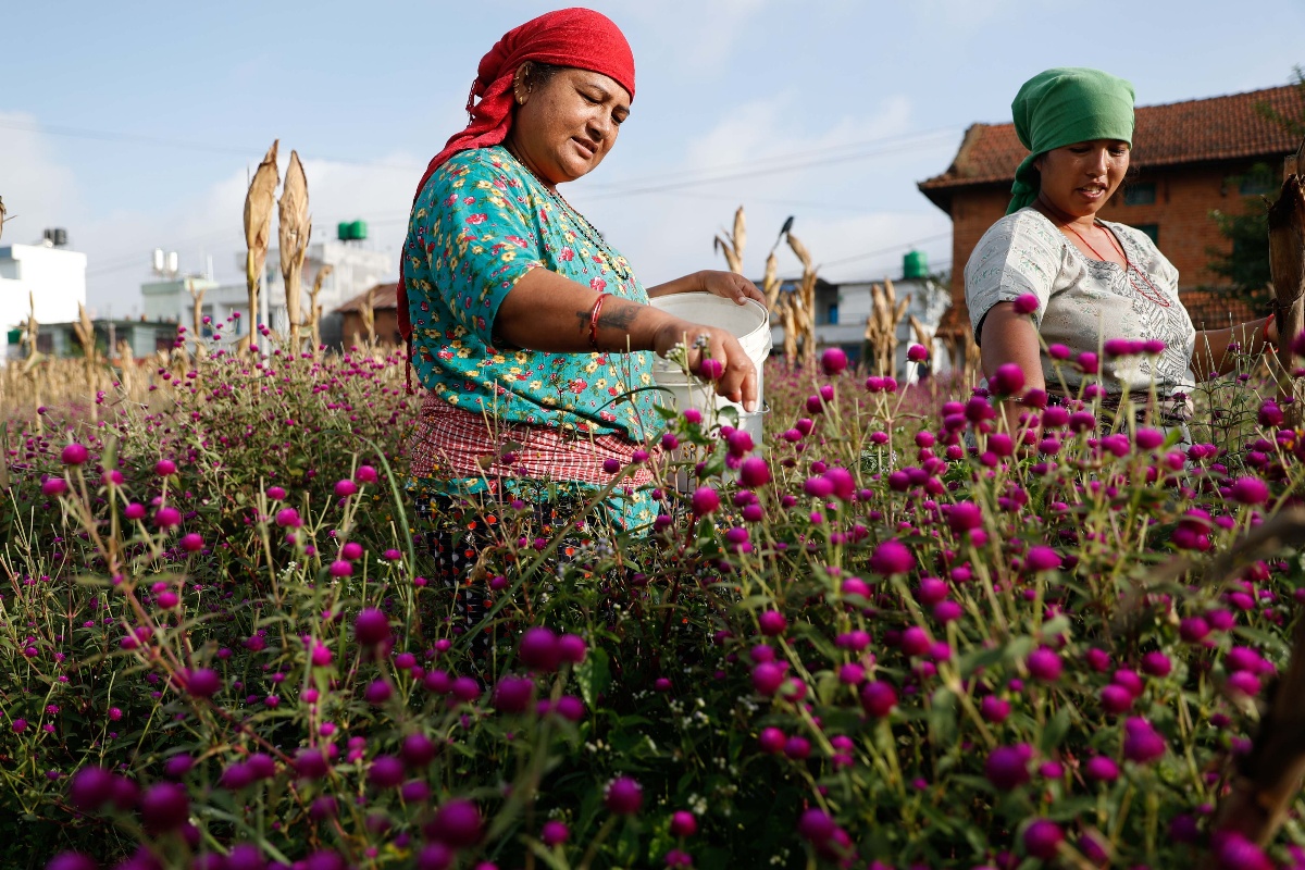 मखमली फुल्यो, तिहार लाग्यो [तस्वीरहरू]