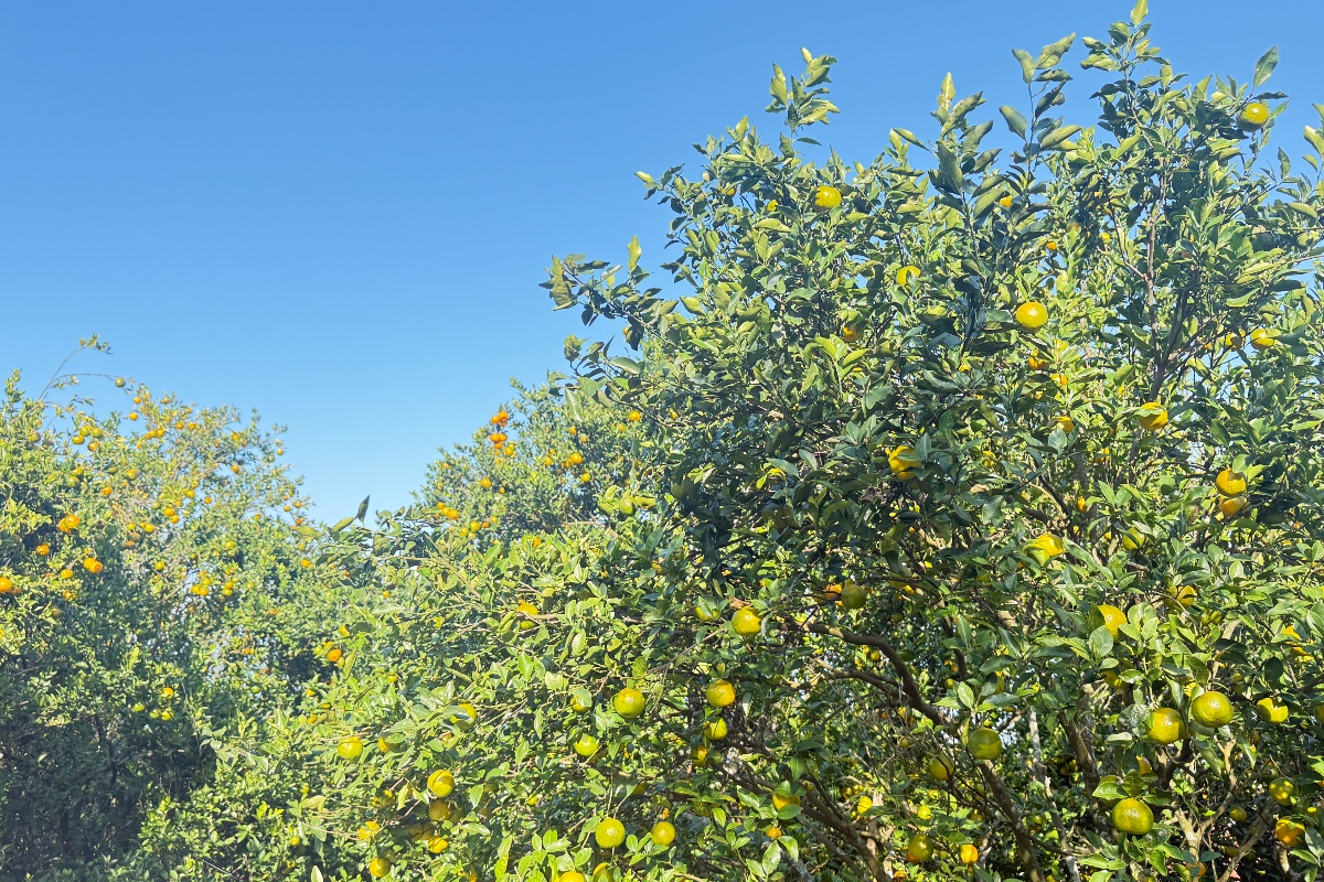 बगैँचाबाटै सुन्तला बिक्री, मूल्य बढ्दा नवलपुरका किसान उत्साहित