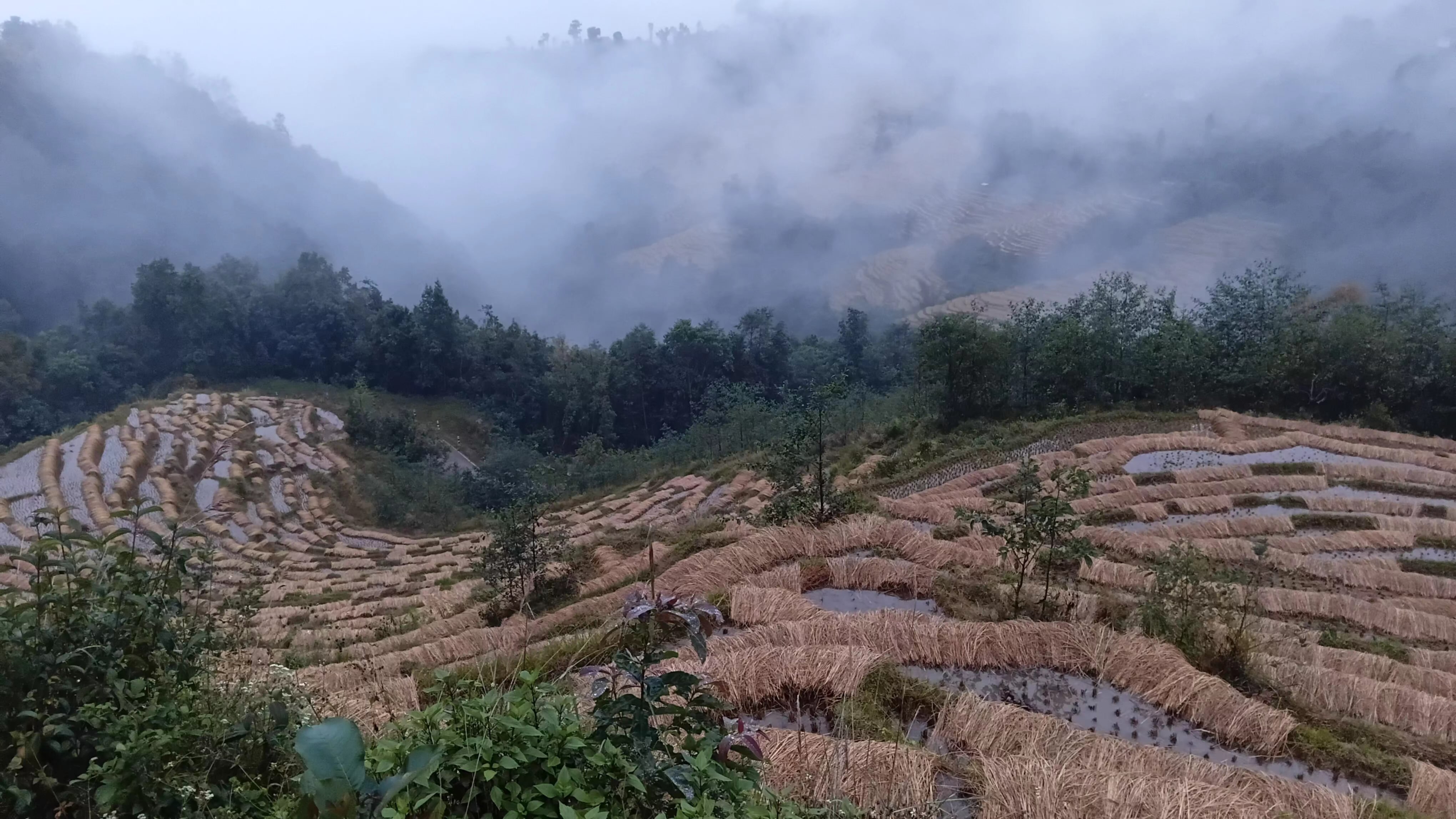 निरन्तरको वर्षाले धानबाली खेतमै कुहिन थालेपछि किसान चिन्तित