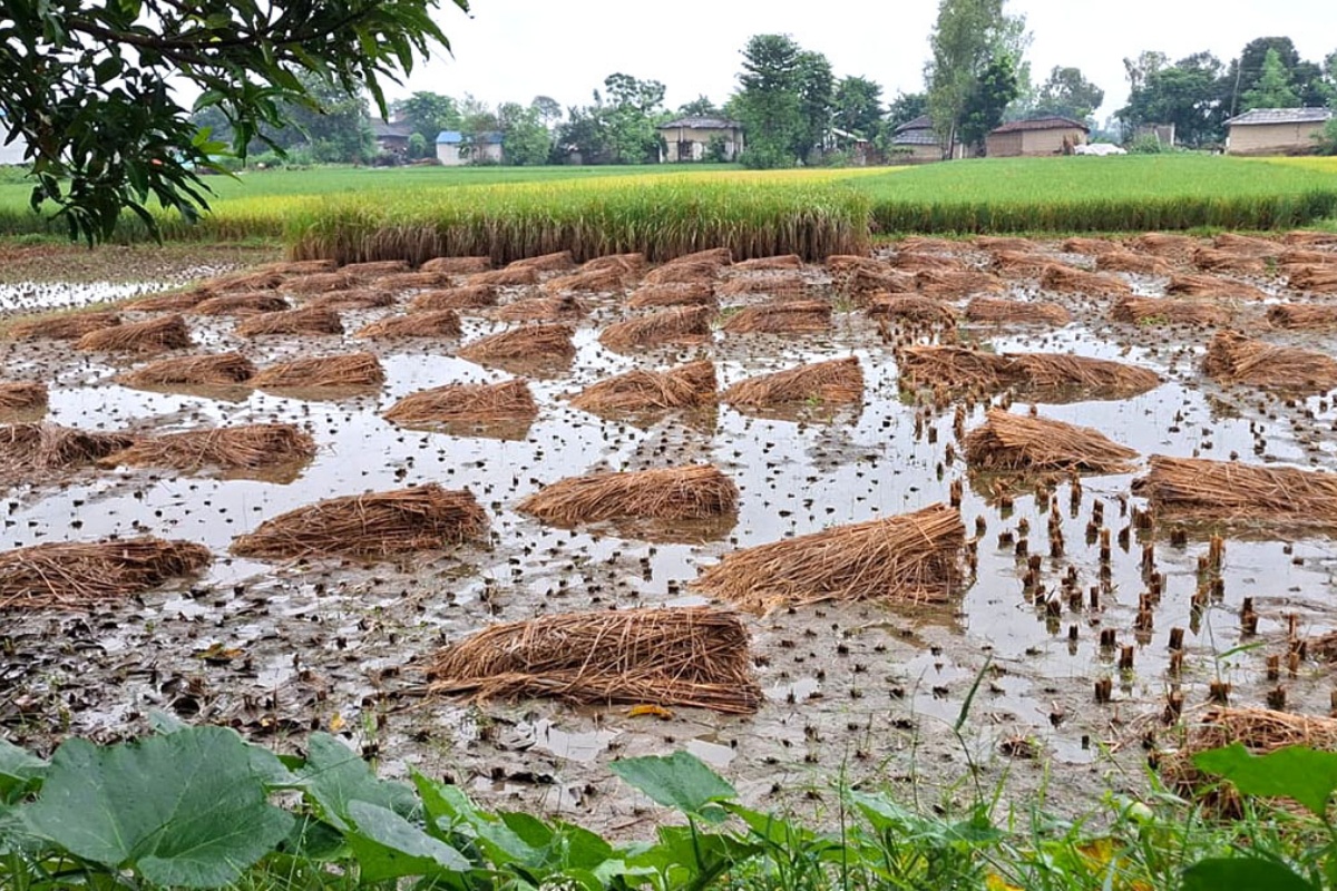 रौतहटमा १७ हजार हेक्टरमा लगाएको धानबालीमा वर्षाले क्षति