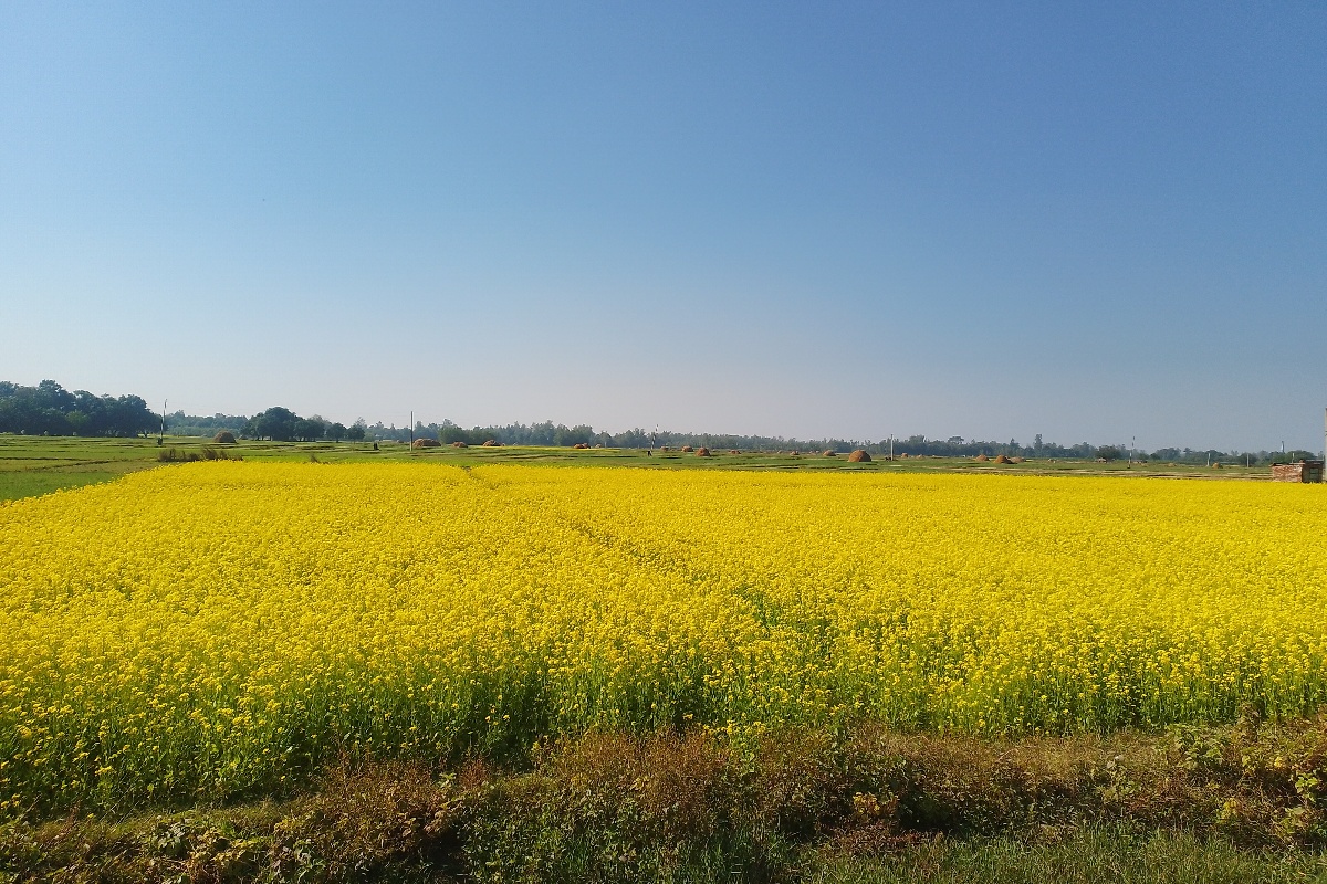बाँकेमा तेलहन बालीको उत्पादन बर्सेनि घट्दो क्रममा