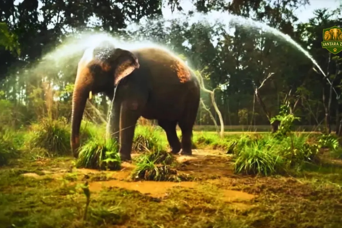 भारतको भान्तारा चिडियाखानामा पुनः पशु अधिग्रहण विवाद