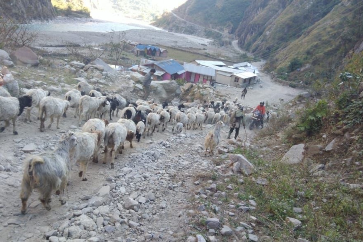 भेडाबाख्रा लिएर बेँसी झरे गोठाला