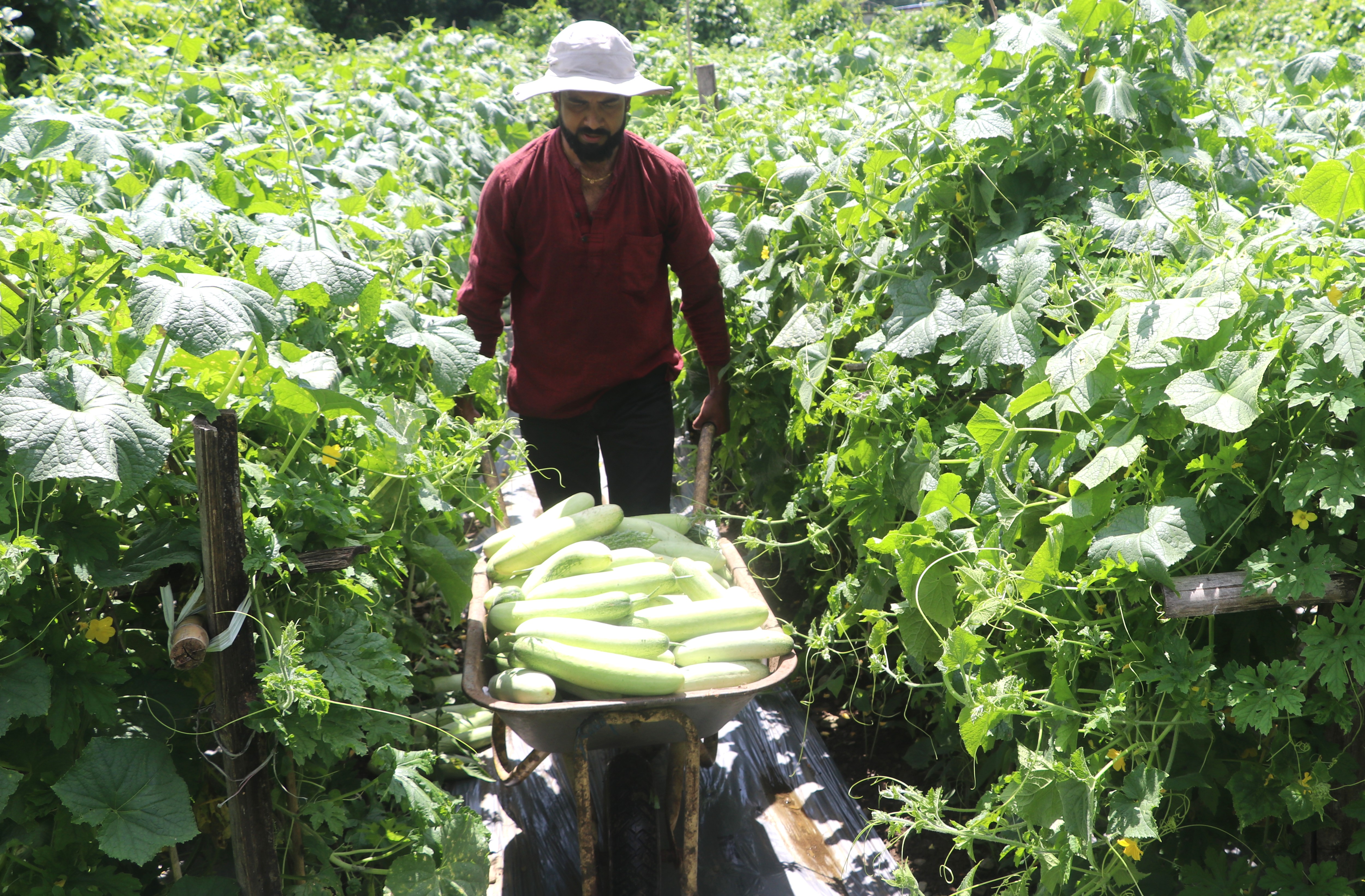 विदेशको मोह त्यागेर कृषि कर्ममा लागेका प्रदीप